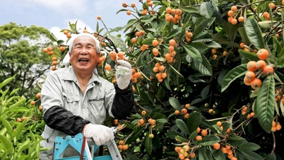 Διεθνής εμπειρία και το ζήτημα της τελειοποίησης της πολιτικής ανάπτυξης της «ασημένιας οικονομίας» στο Βιετνάμ στην ψηφιακή εποχή