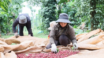 ដាកឡាក់៖ ដំណោះស្រាយ​សម្រាប់​ការ​ផលិត និង​ការ​ប្រើប្រាស់​កាហ្វេ​ក្នុង​ឆ្នាំ​ដំណាំ ២០២៥-២០២៦