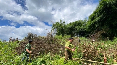 Președintele Comitetului Popular al Provinciei Lam Dong a fost rugat să „instaleze posturi” în zonele cu defrișări importante.