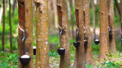 سعر المطاط اليوم 25 نوفمبر 2025: ارتفاع طفيف في السعر المحلي