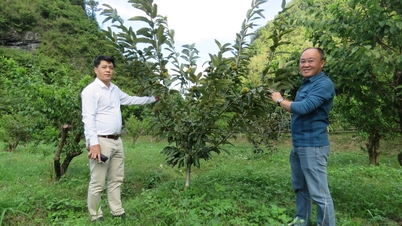 Annahme des Projekts „Anwendung von Wissenschaft und Technologie in der Kastaniensamenproduktion zur Ausweitung der Kastanienanbaufläche im Bezirk Trung Khanh, Provinz Cao Bang“