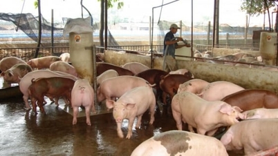 Schweinepreise heute, 25. November 2025: Der Aufwärtstrend setzt sich fort