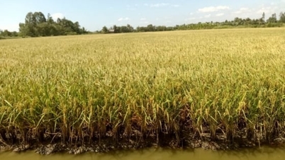 Ціна рису сьогодні, 25 листопада 2025 року: все ще незначні коливання