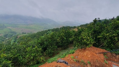 S'enrichir sous la canopée forestière grâce au modèle agroforestier