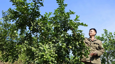 Îmbogățirea din dealurile de lămâi din Lam Sinh