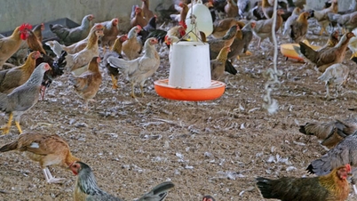 A koncentrált csirketenyésztés hatékonysága