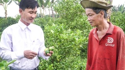 Bom rendimento com modelo de cultivo de limão sem sementes