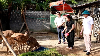 사슴 사육 - 파탄의 잠재적 경제 개발 방향