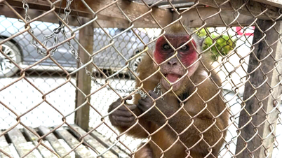 এনঘে আন: মানুষ বিরল লাল মুখের বানর এবং ম্যাকাকদের হস্তান্তর করে