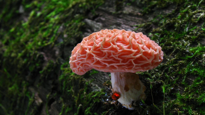 অনন্য সৌন্দর্যের সাথে অত্যন্ত বিরল কুঁচকানো পীচ মাশরুম