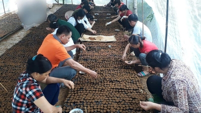 دیہی علاقوں کے لیے تکنیکی انسانی وسائل کی تربیت