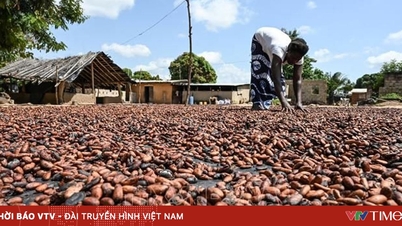 USA znoszą 15% cła na wiodący kraj produkujący kakao