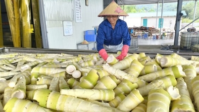 Menanam buluh Kelawar untuk menghijaukan tanah hutan, mengurangkan kemiskinan secara berterusan