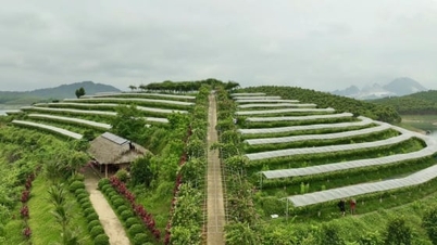 Koperasi Lao Cai bergerak ke arah hijau