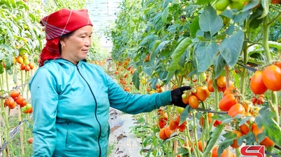 Model agricol de înaltă tehnologie în Ngoc Chien