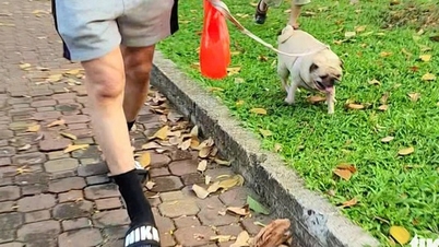 हो ची मिन्ह सिटी में कुत्ते और बिल्ली के मालिकों को कम्यून, वार्ड और विशेष क्षेत्रों की जन समितियों को इसकी घोषणा करनी होगी।