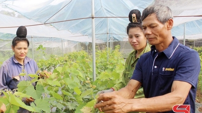 Construirea de zone de cultivare a fructelor de înaltă calitate în râul Ma