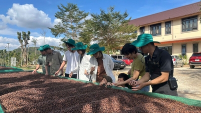 Lam Dong organizează primul Festival Global al Patrimoniului Cafelei 2025