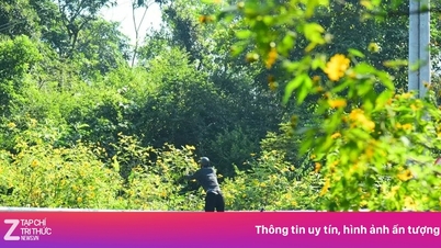 Lei av problemet med å plukke og knekke grener av ville solsikkeblader i Ba Vi