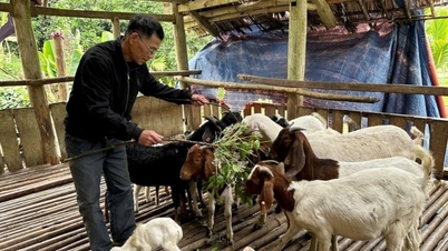 Yen Trach escapa da pobreza com meios de subsistência sustentáveis.