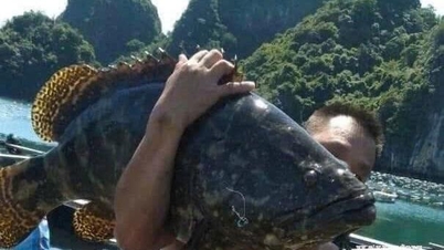 Nuôi cá song Trân Châu bằng lồng HPĐE trên biển hiệu quả kinh tế cao