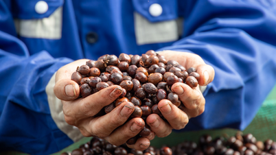 Hamarosan megrendezik az első globális kávéörökség fesztivált Lam Dongban.