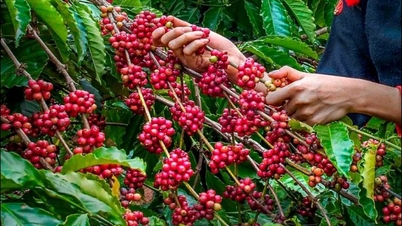 דאק לק מיישמת בנחישות פתרונות לשנת יבול הקפה 2025-2026