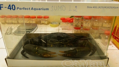 "King Crab" 2025 specimen is kept at the research institute