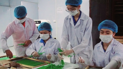 Ubah daun teh tua menjadi produk ramah lingkungan