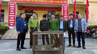 Άνθρωποι παρέδωσαν στις αρχές μια σπάνια κόκκινη μαϊμού