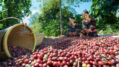 Anunciando o plano para transformar Da Lat na “Capital Mundial do Café”