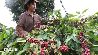 Festival del Patrimonio Mundial del Café 2025: El viaje de casi dos siglos del café vietnamita