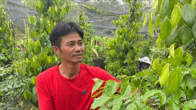 ลัมดงส่งเสริมห่วงโซ่พริกไทย