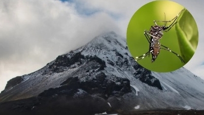 Which is the only country in the world that used to have no mosquitoes?