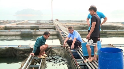 Tuyen Quang extinde piscicultura specializată pe rezervoarele hidroelectrice