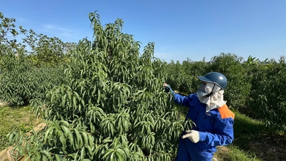 하이퐁 농부들, 설꽃 시즌에 돌입