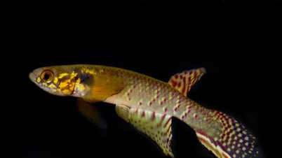 De aarde zag soorten verdwijnen en op wonderbaarlijke wijze weer verschijnen