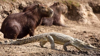 Ontdek interessante, weinig bekende feiten over capibara's