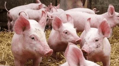 Schweinepreise am 26. November: In der Zentralregion stiegen sie stark auf 3.000 VND/kg.