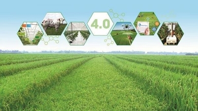 111/NQ-CP Kararının uygulanmasında yönetim ve sürdürülebilir tarımsal kalkınmanın etkinliğinin artırılması