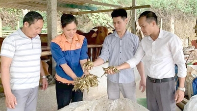 „Ecologizarea” deșeurilor agricole