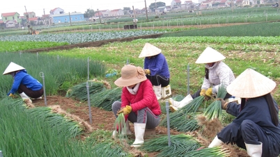 Les prix des légumes continuent d'augmenter.