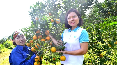 Potvrzení důvěry v bezpečnou, organickou produkci pomerančů