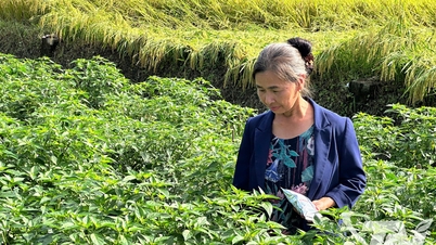 Model budidaya cabai yang efektif berdasarkan rantai nilai