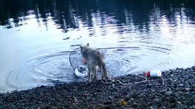 Serigala liar mengejutkan komunitas ilmiah dengan perilaku "menggunakan alat".