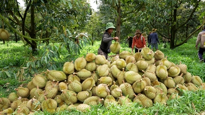 Durian exports: Transparency in codes to preserve the billion-dollar market