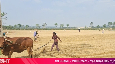 Май Хоа посадила понад 16 гектарів спільної кукурудзи