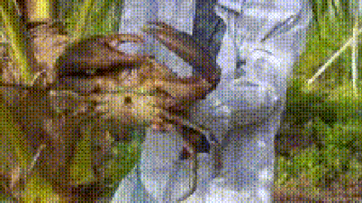 Pengungkapan tak terduga dari pemilik "kepiting raja" Ca Mau