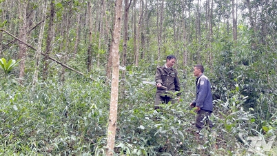 جنگلات کے تحفظ کے لیے قریبی رابطہ کاری