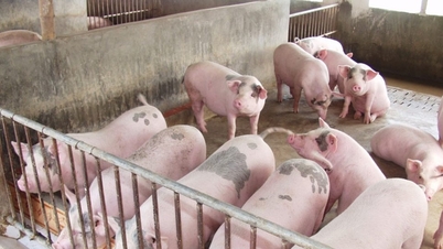 Cena wieprzowiny dzisiaj, 26 listopada 2025 r., spadła na północy, wzrosła w centrum i na południu